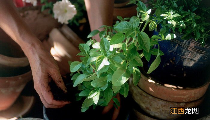 清香木冬天会冻死吗 清香木冬天会落叶吗