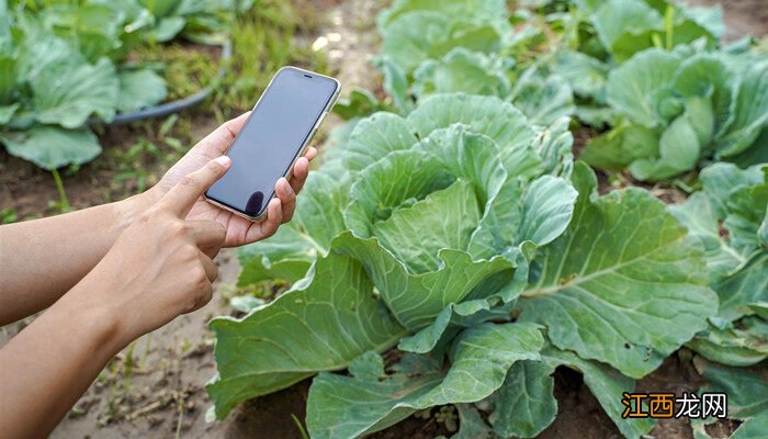 冰菜冬天能种吗 冰菜冬天可以种植吗?