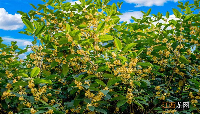 桂花树宜栽在房子哪个方位 风水 桂花树宜栽在房子哪个方位