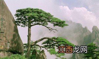 迎客松在哪个山 迎客松的简介