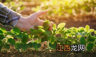 花园阳台种什么菜 阳台菜园适合种什么菜