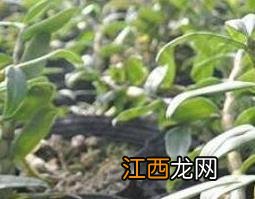 金钗石斛的种植技巧 金钗石斛怎么养