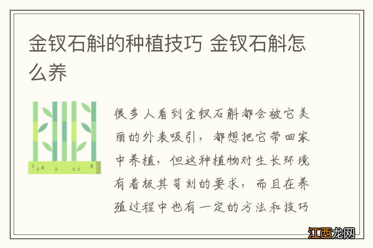 金钗石斛的种植技巧 金钗石斛怎么养