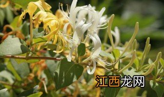 金银花几月份种植，金银花几月份种植比较好