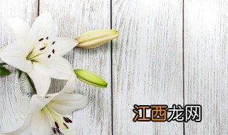 香水百合花几月份种植 百合花几月份种植