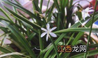 兰花在几月份开花呢 兰花在几月份开花