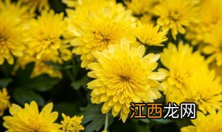 野菊花几月份开花 野菊花几月份开花呀