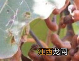 枳椇子的功效与作用及药用价值