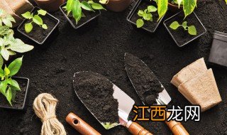 水仙花几月份种植 水仙花几月份种植好