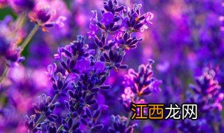 弥勒薰衣草几月份开花 弥勒薰衣草几月份开花的