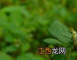 鱼眼草的功效与作用及药用价值