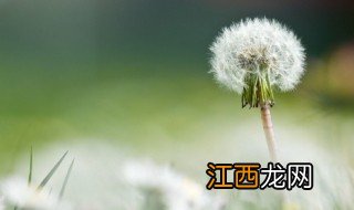 蒲公英可以晚上喝吗，晚上能不能喝蒲公英茶