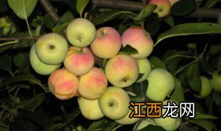 沙果树病虫害 沙果树防虫方法