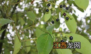 香樟木生虫怎么办 香樟木怎么处理防虫害