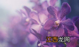 冬天怎么养兰花? 冬天怎么养兰花才能开花