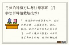 丹参怎样种植栽培技术 丹参的种植方法与注意事项