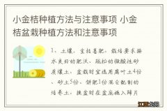 小金桔种植方法与注意事项 小金桔盆栽种植方法和注意事项