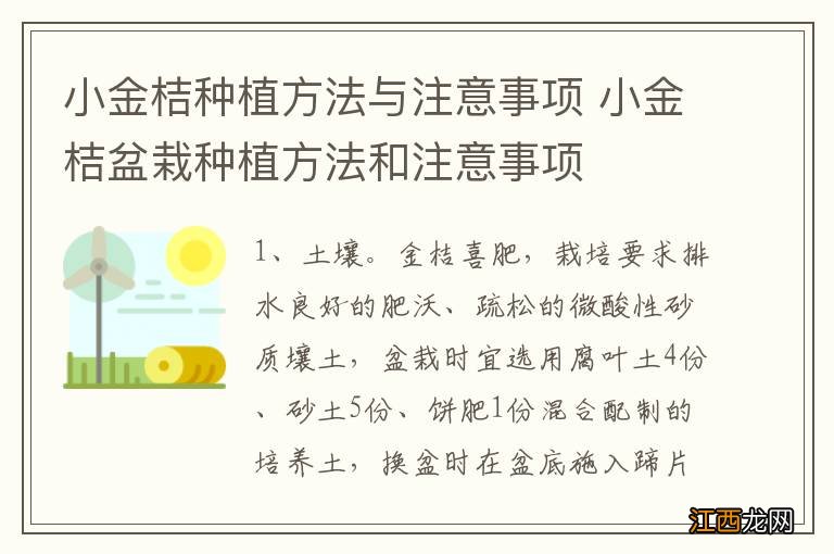 小金桔种植方法与注意事项 小金桔盆栽种植方法和注意事项