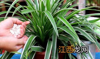 吊兰的种植方法与注意事项 吊兰的种植方法和技巧