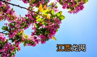 紫薇怎么养才能更旺盛，紫薇怎么养开花多