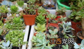 肉肉植物冬天怎么浇水 冬季多肉植物怎么浇水