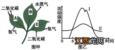 光合作用和呼吸作用有区别和联系