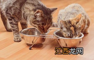 关于猫咪天然粮的问题