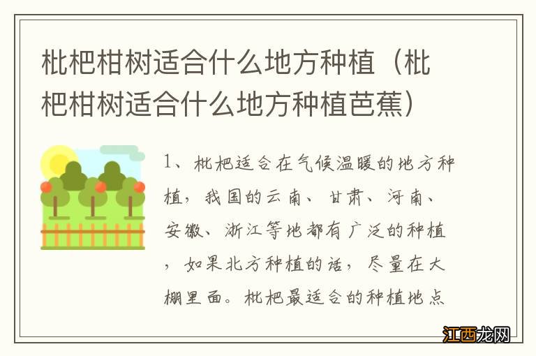 枇杷柑树适合什么地方种植芭蕉 枇杷柑树适合什么地方种植