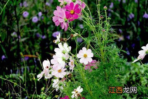 关于花草树木的句子