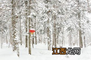 关于黑龙江的雪