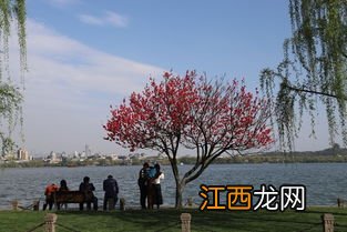 关于3月中旬游杭州西湖