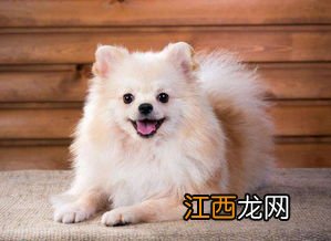 关于博美狗狗驱虫问题