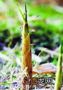 古人迎惊蛰都有些什么习俗