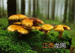 古代人把蘑菇叫什么