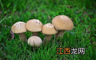 古代人把蘑菇叫什么