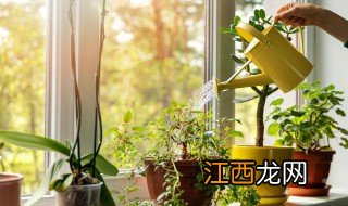 植物冬天怎么浇水保暖 植物冬天怎么浇水