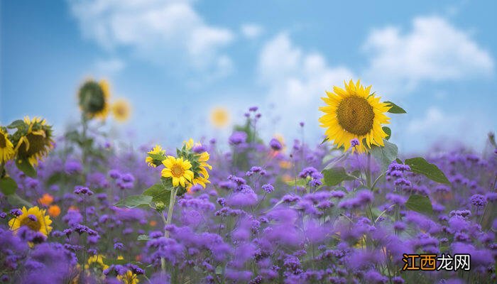 鲜花的颜色主要来源于什么和什么 鲜花的颜色主要来源于