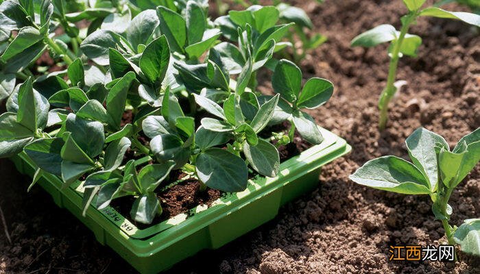 植物在酸性土壤中容易發(fā)生哪種元素的缺乏