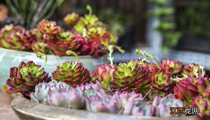 哈利沃森多肉状态图 哈利沃森多肉状态