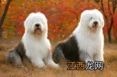 古代牧羊犬毛掉的多吗