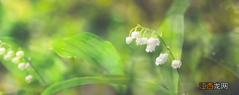 冬季里最耐寒的15种花卉 铃兰花冬天会冻死吗