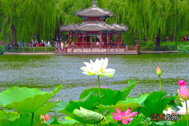 北京赏荷宝藏公园,仅需2元穿越江南梦境,画面美得不真实