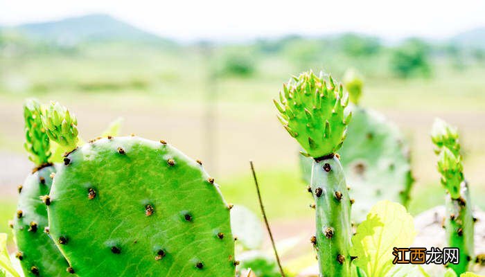 仙人掌的变化过程 仙人掌的变化