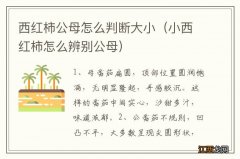 小西红柿怎么辨别公母 西红柿公母怎么判断大小