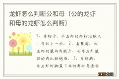 公的龙虾和母的龙虾怎么判断 龙虾怎么判断公和母