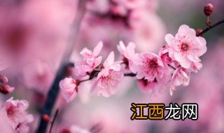 梅花怎么种植在家中，梅花怎么种植在家中视频