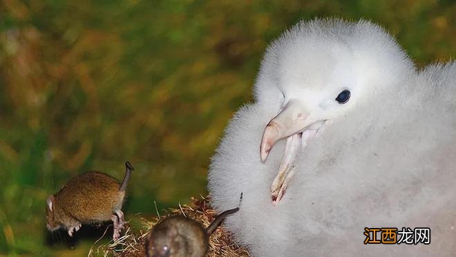 戈夫岛:全球最偏僻的岛屿之一,因世界最大海鸟栖息地成为自然遗产