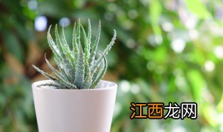 自己在家可以种什么植物 怎么在家种植物