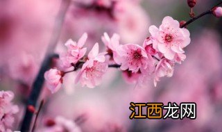 在家怎么种植梅花品种 在家怎么种植梅花