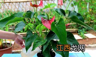 水培红掌怎么才能开花 红掌水养怎么养才能更旺盛